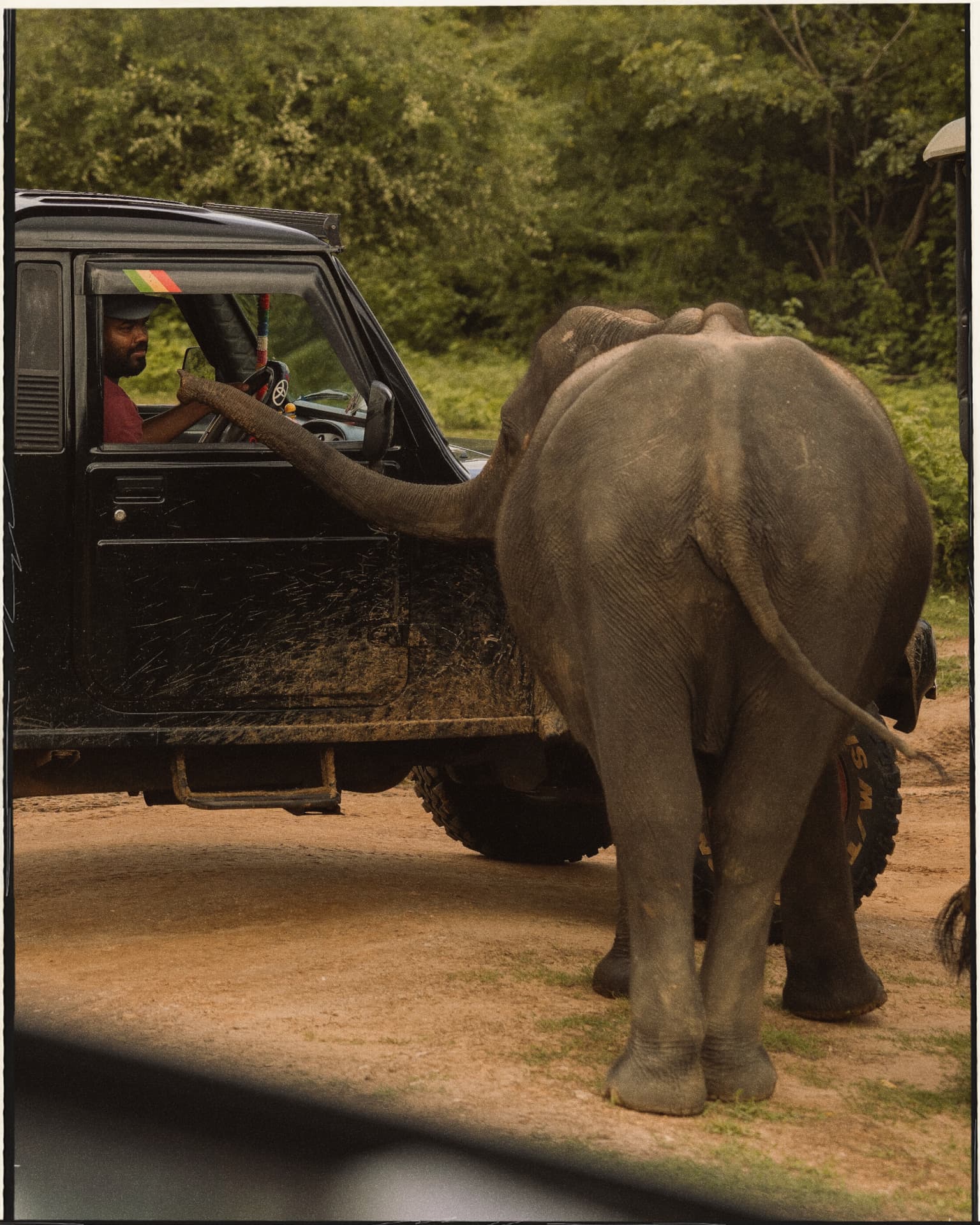 Elephant reaching into a safari jeep